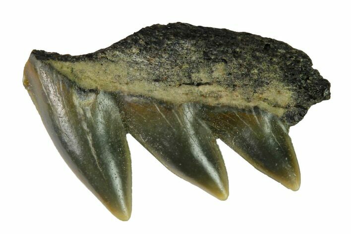 Fossil Cow Shark (Notorynchus) Tooth - Maryland #164759